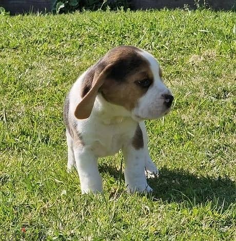 Whatsapp Me +966583921348 Beagle Puppies 0