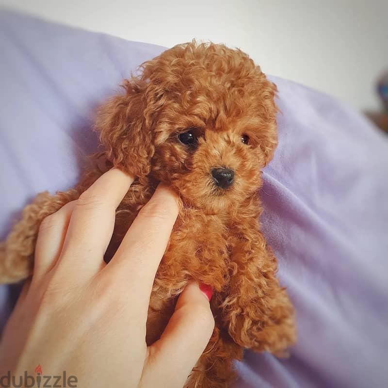 Poodle Puppy 2