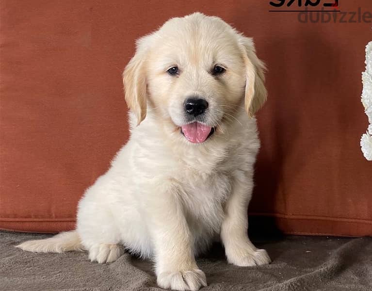 Whatsapp Me +966583921348 Golden Retriever Puppies 1