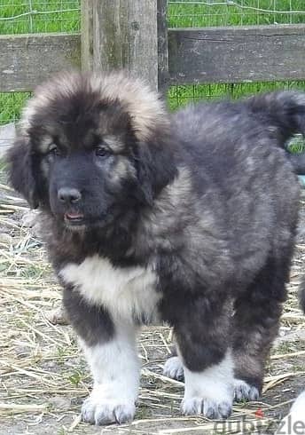 Whatsapp Me +966588993320 Caucasian Shepherd Puppies