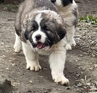 Whatsapp Me +966588993320 Caucasian Shepherd Puppies