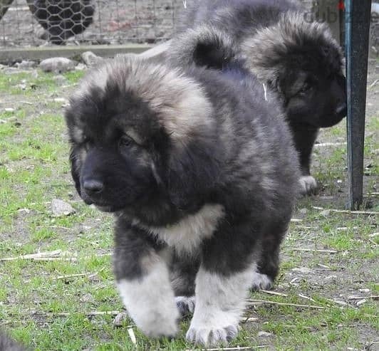 Whatsapp Me +966588993320 Caucasian Shepherd Puppies 1