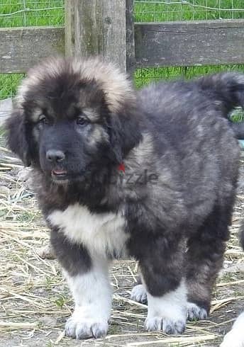 Whatsapp Me +966588993320 Caucasian Shepherd Puppies