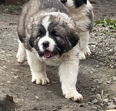 Whatsapp Me +966588993320 Caucasian Shepherd Puppies 1