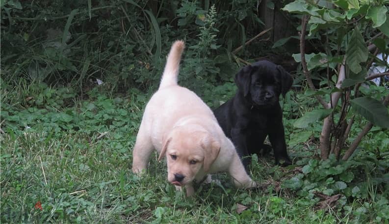 Whatsapp Me +972555074990 Labrador Puppies 0