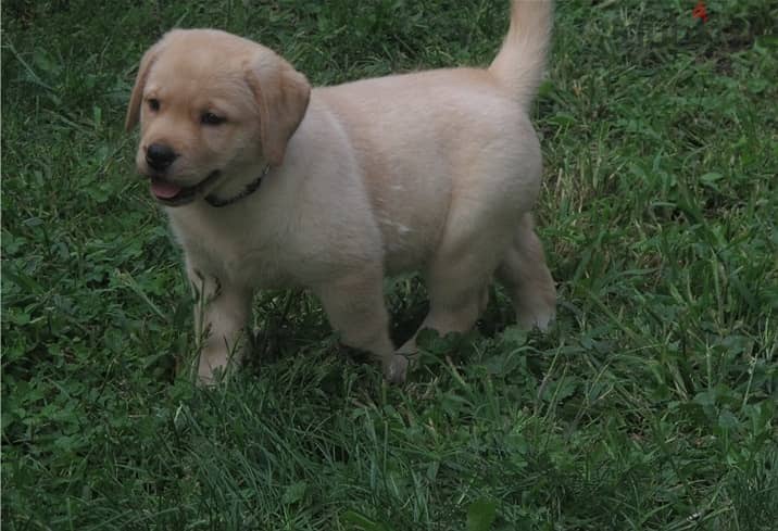 Whatsapp Me +972555074990 Labrador Puppies 1