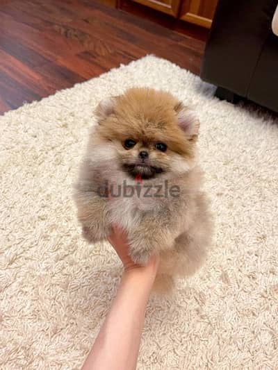 Cream Pomer-anian puppy for sale