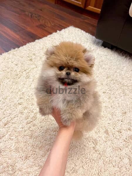 Cream Pomer-anian puppy for sale 0