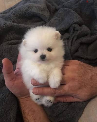 Tea-cup Pomer-anian  puppy for sale