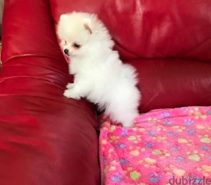 Tea-Cup Pomer-anian Puppy for sale. 0