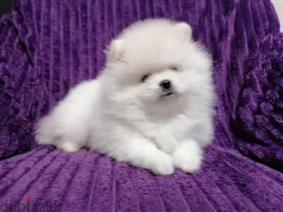 Tea-cup Pomer,anian puppy for sale