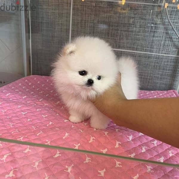 Tea,cup Pomer,anian puppy for sale 1