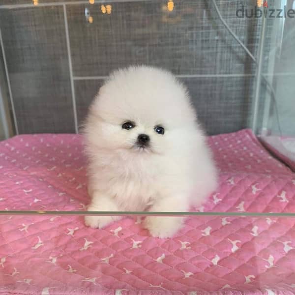 Tea,cup Pomer,anian puppy for sale 4