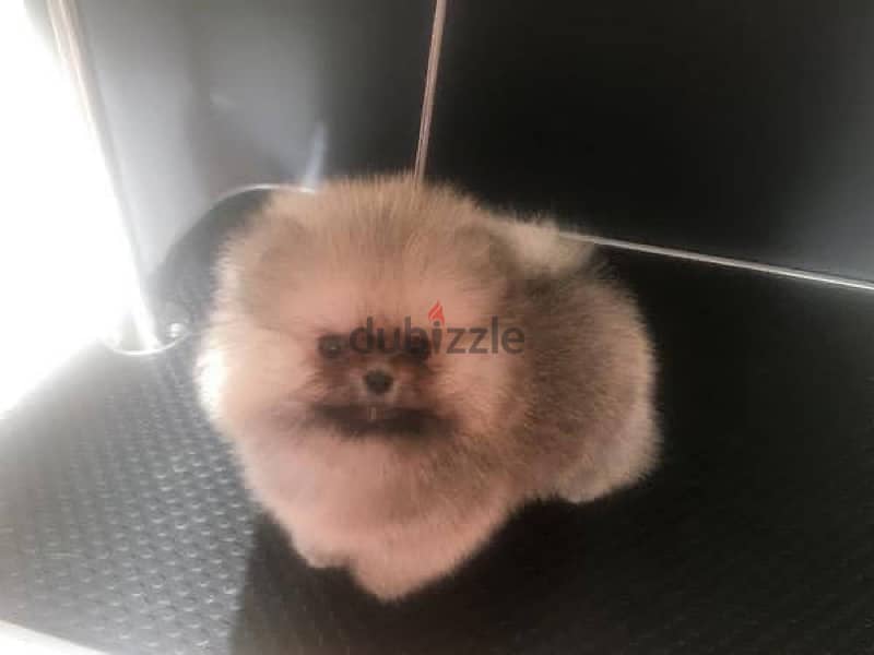 Pomer,anian Tea,cup puppy for sale 2