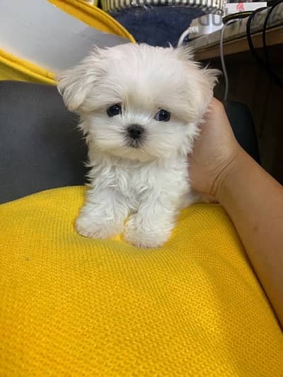 Maltese puppy for sale