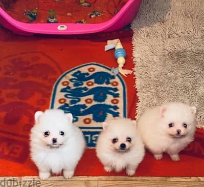 Pomera-nian puppy’s for sale