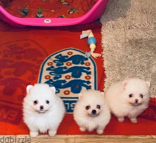 Pomera-nian puppy’s for sale 0