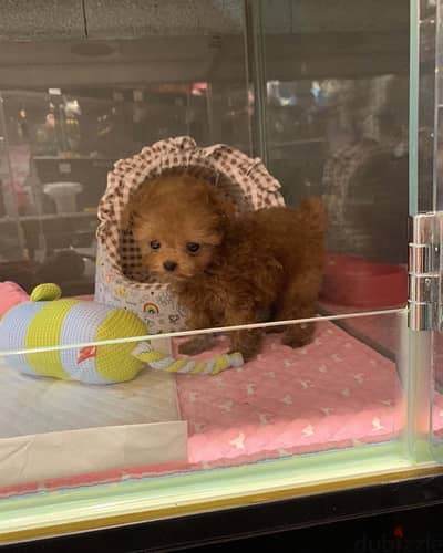 Poodle puppy for sale