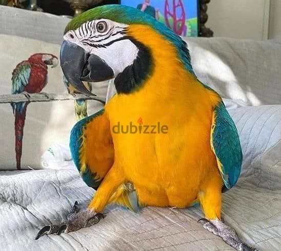 Whatsapp Me +972555074990 Macaw Birds 1