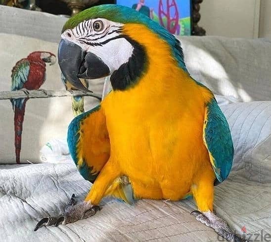 Whatsapp Me +972555074990 Macaw Birds 0