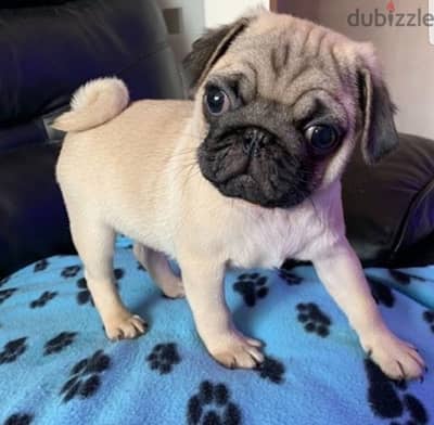 F-pug puppy for sale. . WHATSAPP :‪ +1 (484),718‑9164‬