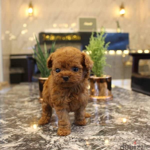 Poo,dle puppy for sale. . WHATSAPP :‪ +1 (484),718‑9164‬ 1