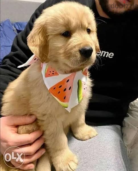 Golden Retriever puppy for sale. . 0