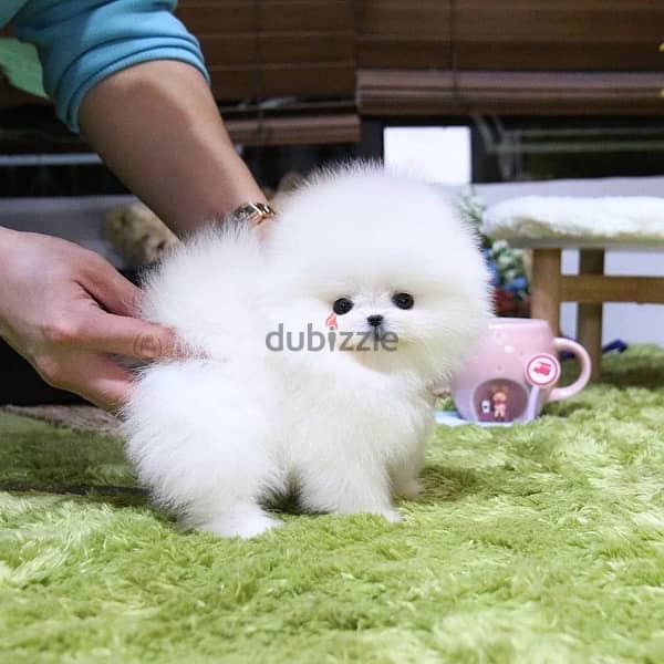 Tea-cup Pomer-anian puppy for sale. 0