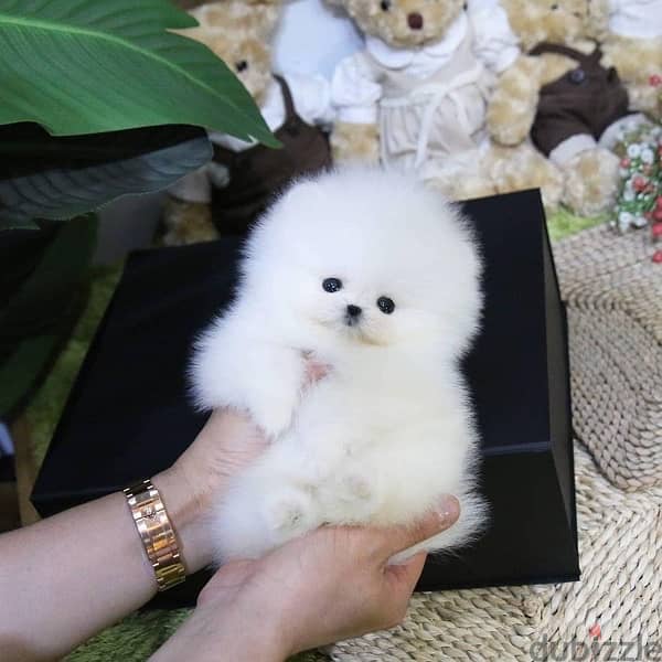 Tea-cup Pomer-anian puppy for sale. 2