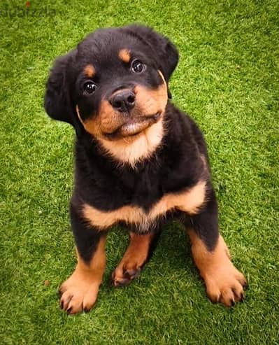 Rottweiler