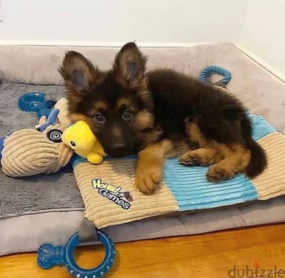 G-shepherd puppy for sale. .