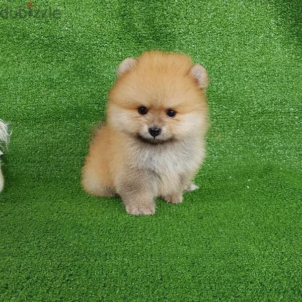 Pomer-anian  puppy for sale. . WHATSAPP :‪ +1 (484),718‑9164‬ 0