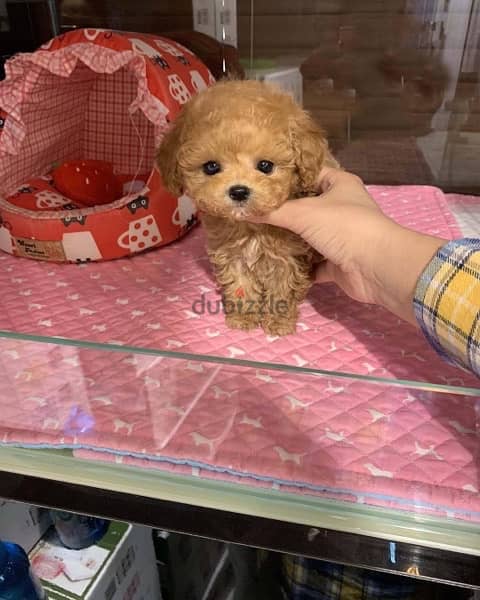 Poo,dle puppy for sale. . WhatsApp me +14847189164‬ 0