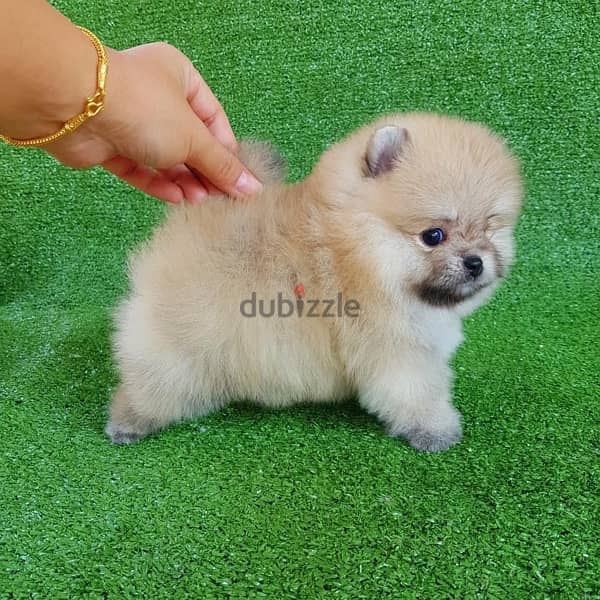 Cream Pomer-anian puppy for sale. . WhatsApp me +14847189164‬ 0