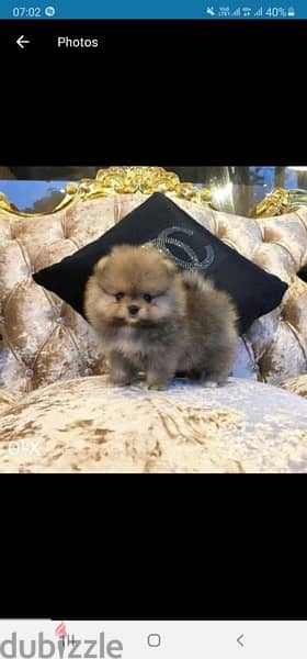 Cream Pomer-anian puppy for sale.