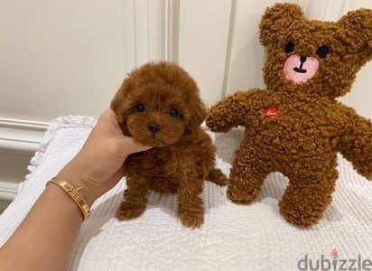 T-cup Poo,dle puppy for sale. . WHATSAPP :‪ +1 (484),718‑9164‬