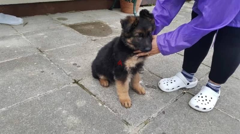 G-shepherd puppy for sale. . 0