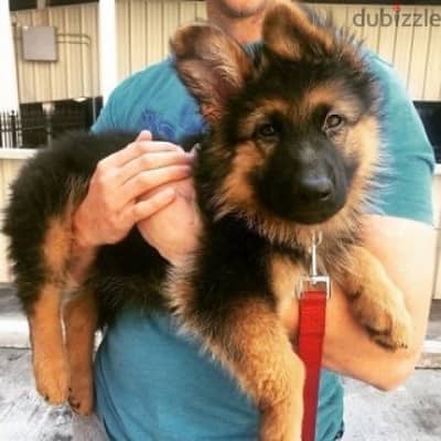 G-shepherd puppy for sale. .