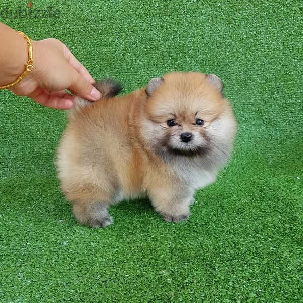 Pomer,anian puppy for sale. . 0