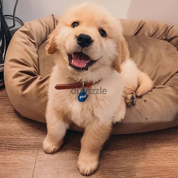 Golden retriever puppy for sale. 0