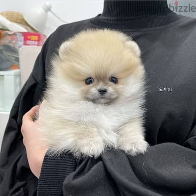 Pomer,anian puppy for sale. .