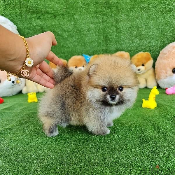 Pomer,anian puppy for sale. . WhatsApp me ‪+19087684279‬ 0