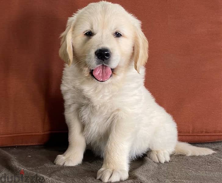 Whatsapp Me +966583921348 Golden Retreiever Puppies 0