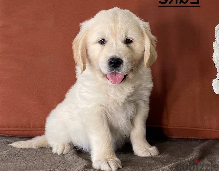 Whatsapp Me +966583921348 Golden Retreiever Puppies 1