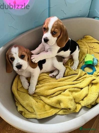 Whatsapp Me +966583921348 Beagle Puppies 0