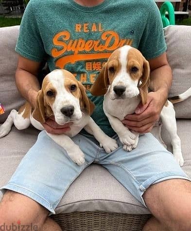 Whatsapp Me +966583921348 Beagle Puppies 1