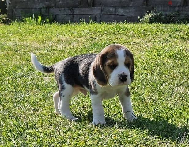 Beagle Puppies Whatsapp Me +966583921348 0