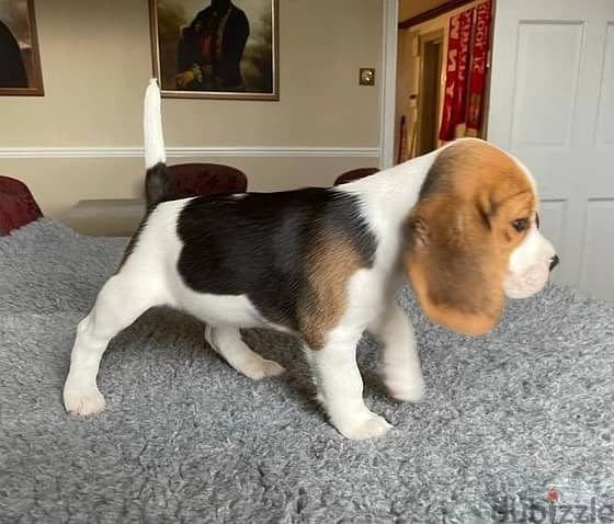 Whatsapp Me +966583921348 Beagle Puppies 0