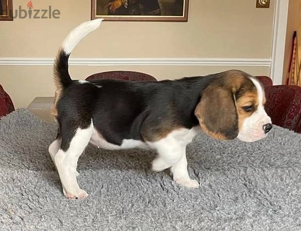 Whatsapp Me +966583921348 Beagle Puppies 1