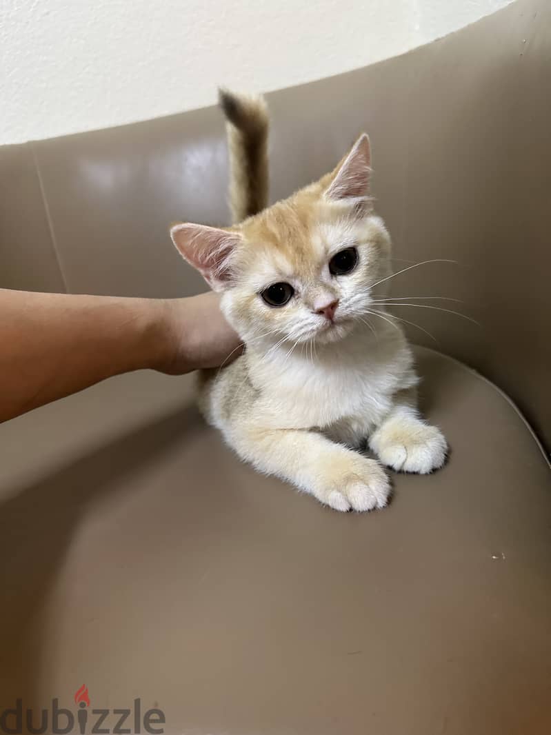 Gold british shorthair urgent sell 0